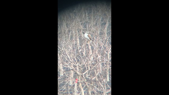 kongevåk - ML647643290