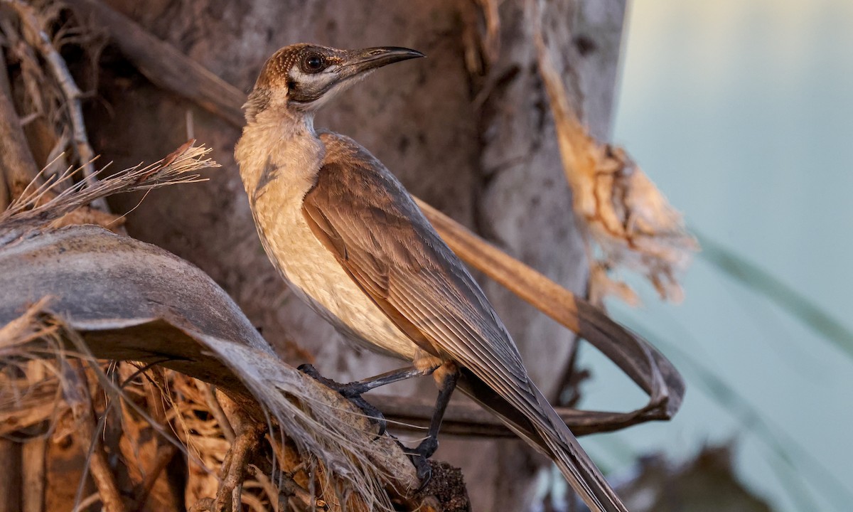 Little Friarbird - ML647643304