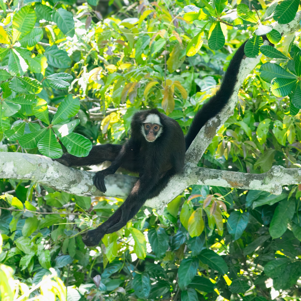 White-cheeked Spider Monkey - ML647643318