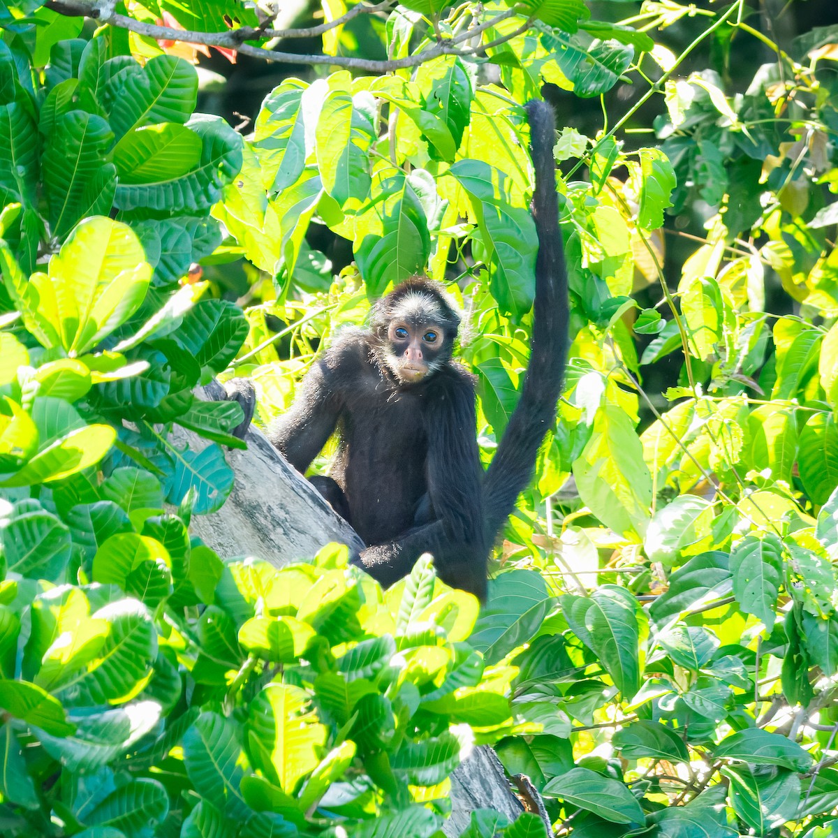 White-cheeked Spider Monkey - ML647643319