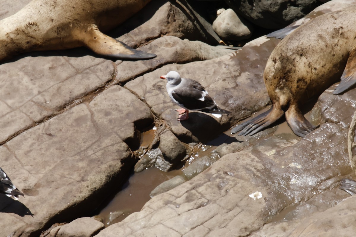 Dolphin Gull - ML647643327