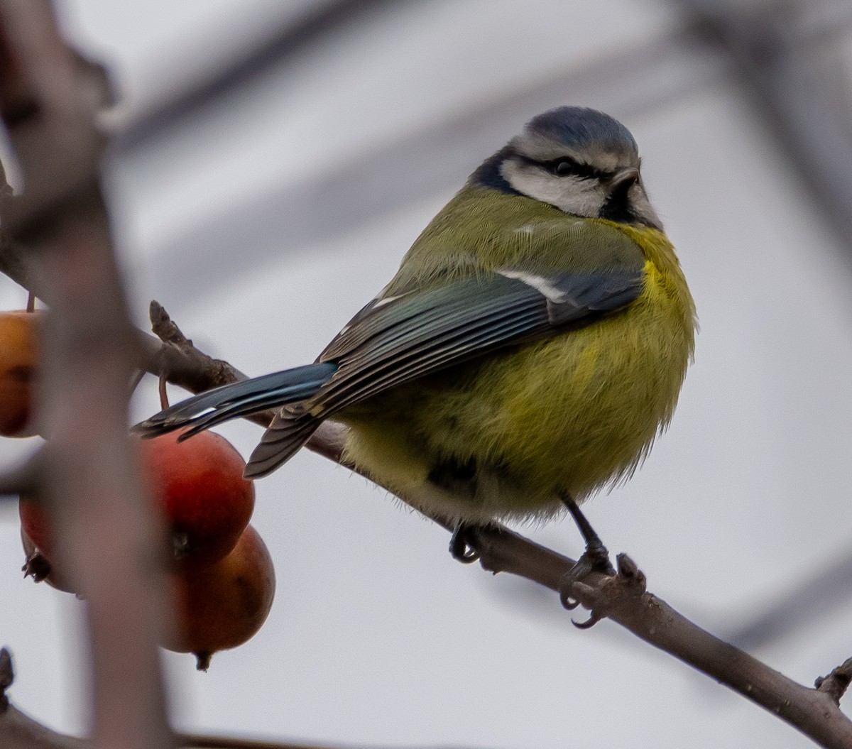 Eurasian Blue Tit - ML647643331