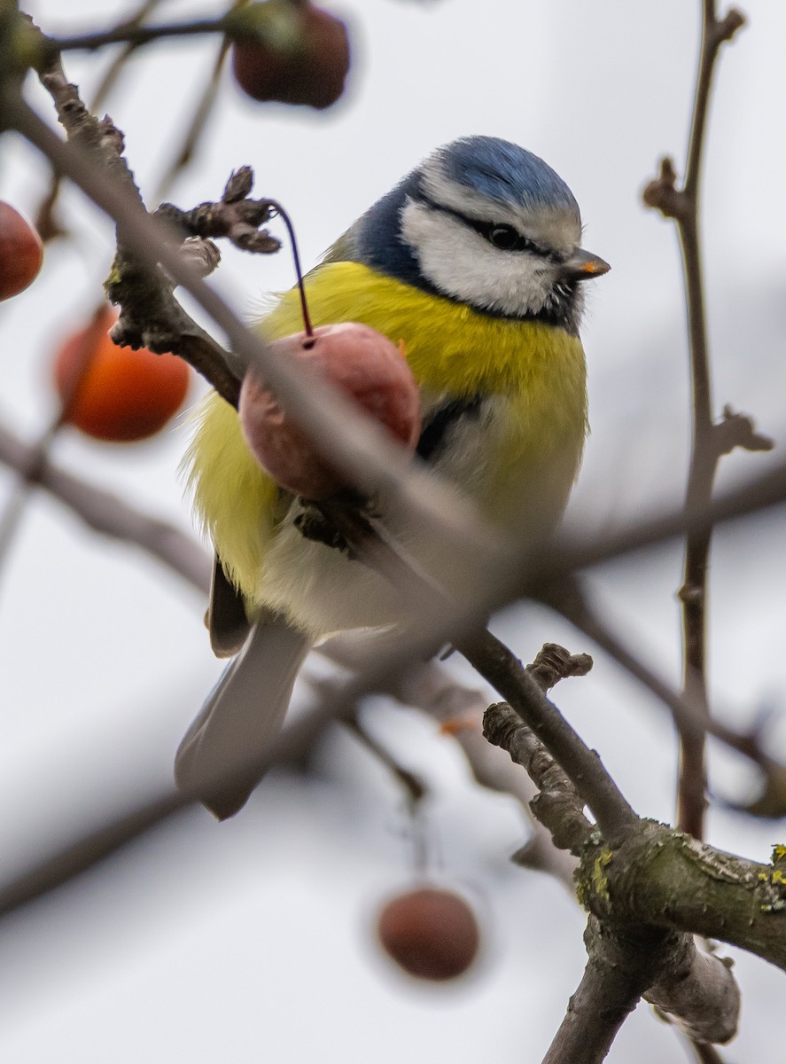 Eurasian Blue Tit - ML647643332