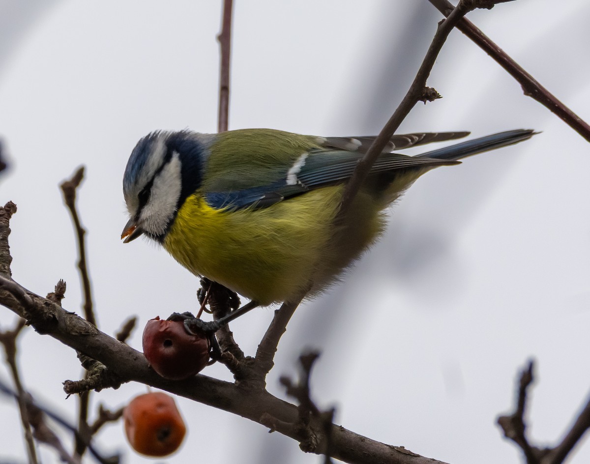 Eurasian Blue Tit - ML647643333