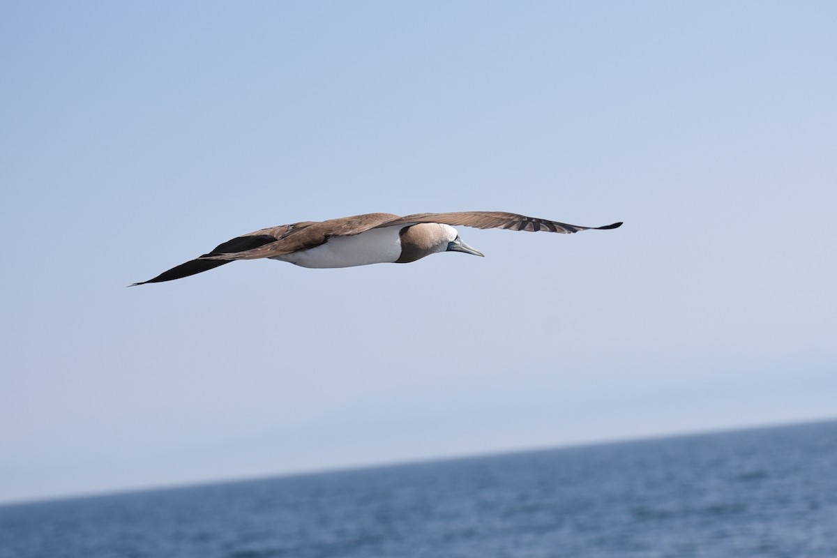 Cocos Booby - ML647643343