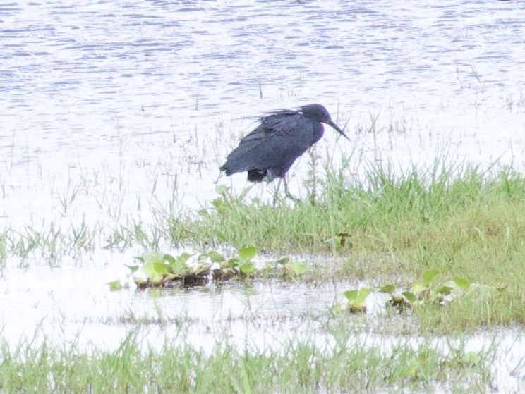 Glockenreiher - ML647643346