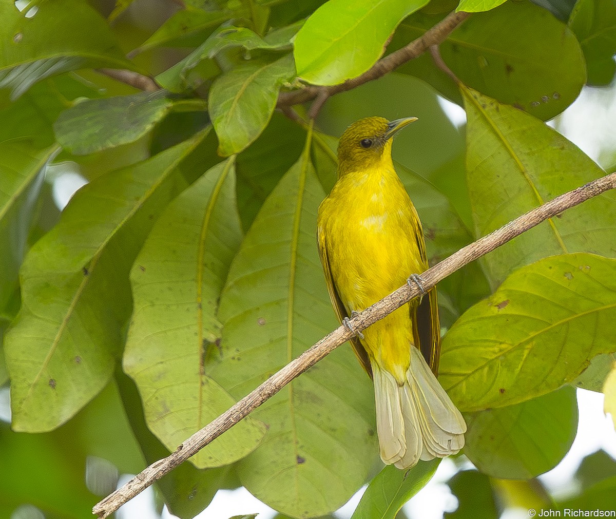 Bulbul d'Halmahera - ML647643351