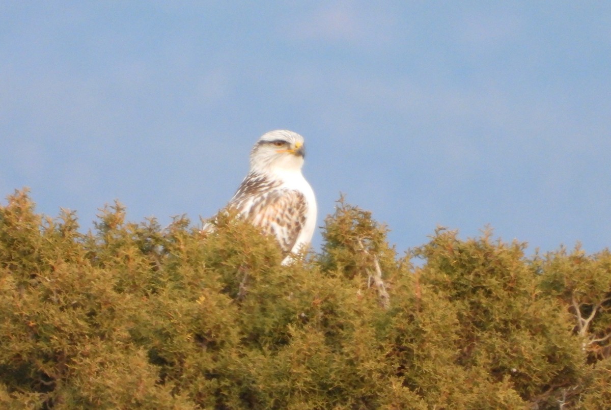 kongevåk - ML647643352