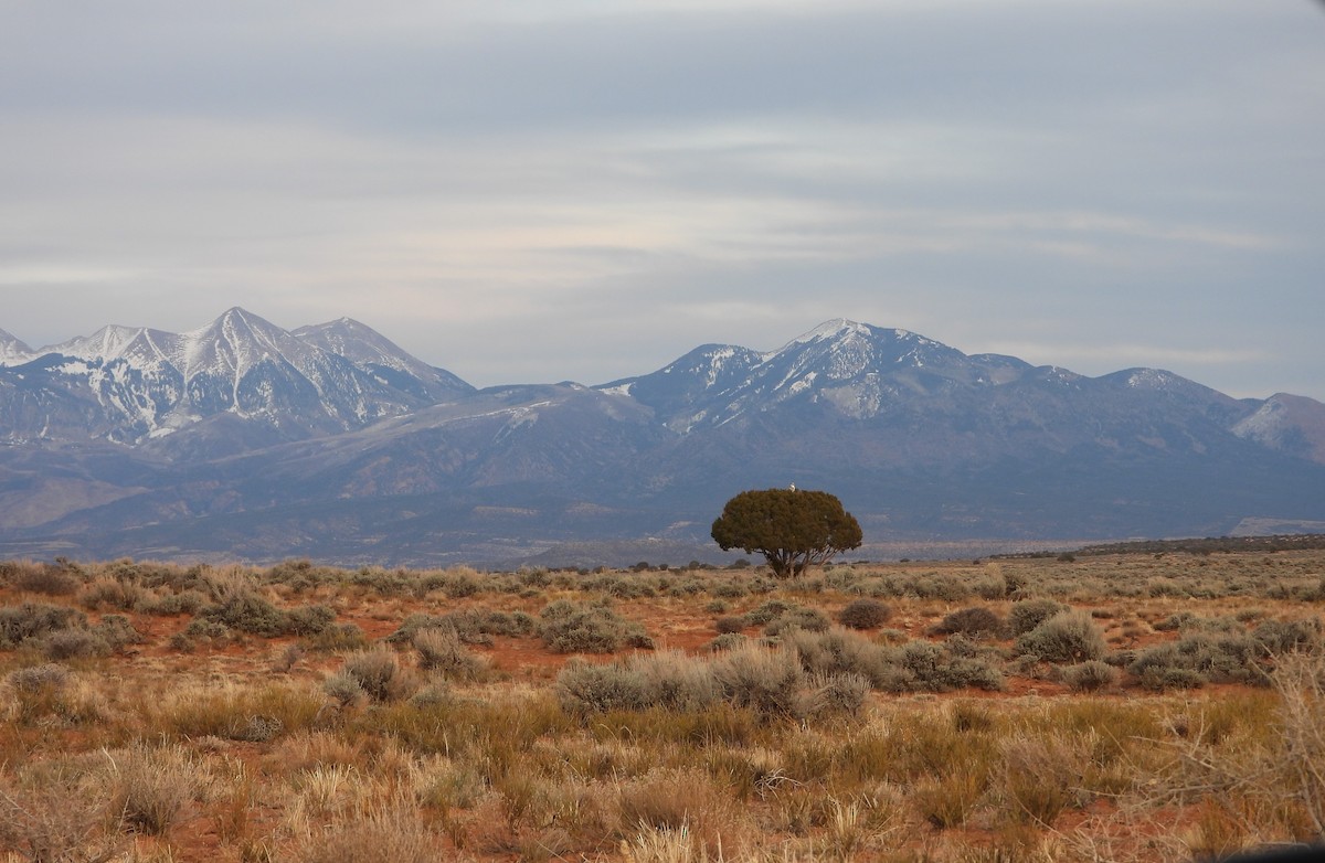 kongevåk - ML647643353