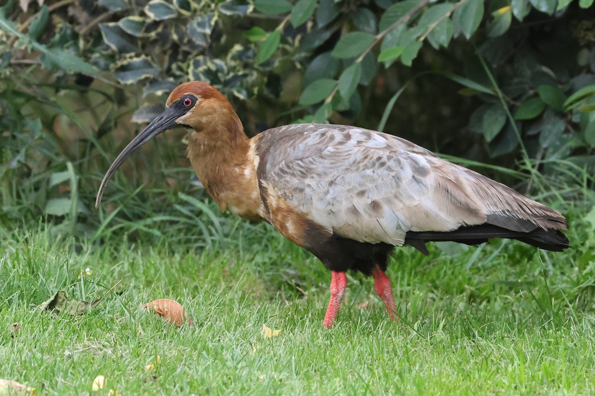 Bandurria Austral - ML647643395