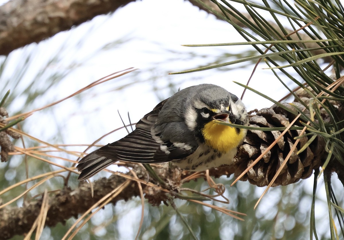 Paruline à gorge jaune - ML647643396
