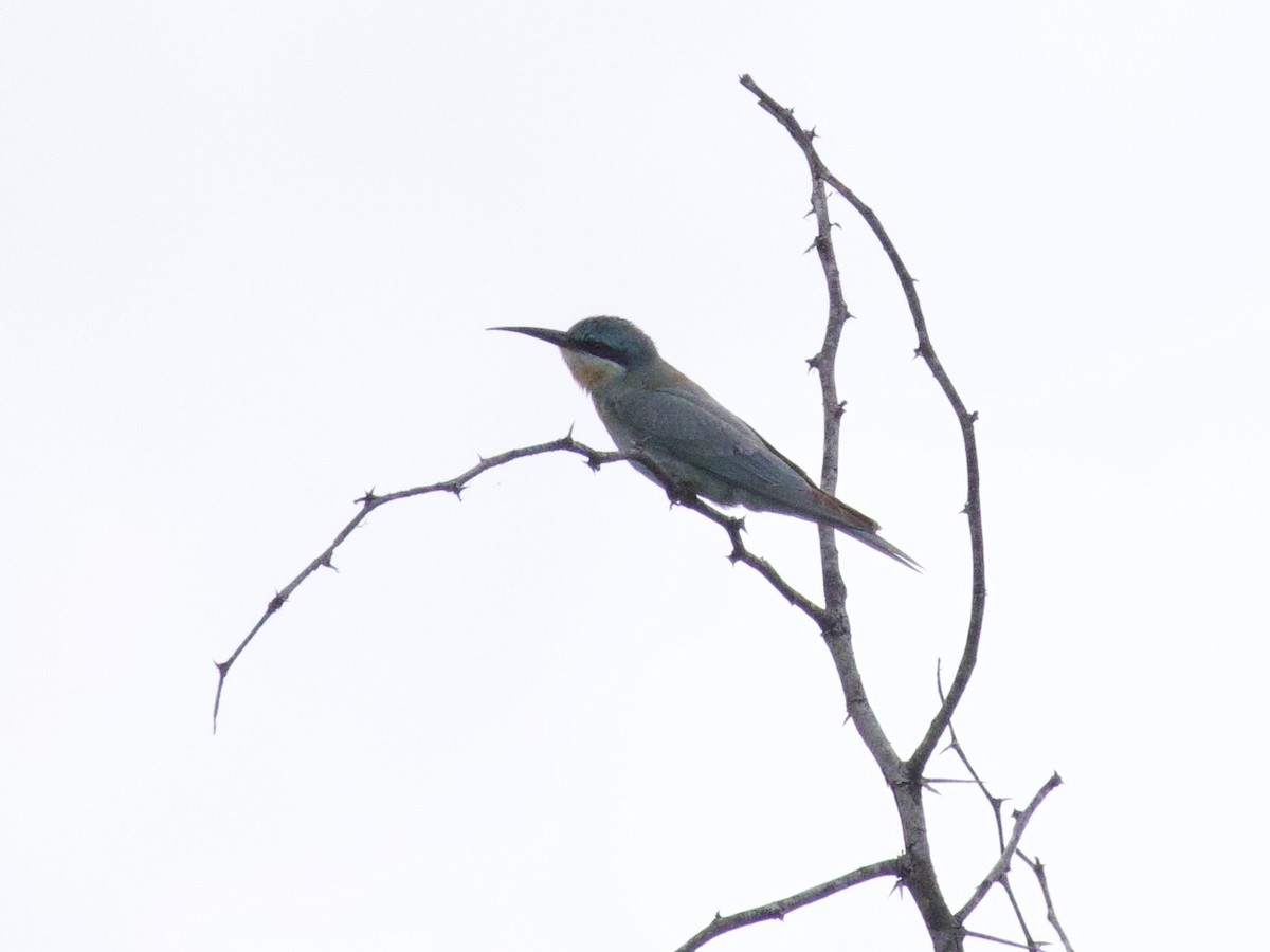 Зелёная щурка - ML647643398