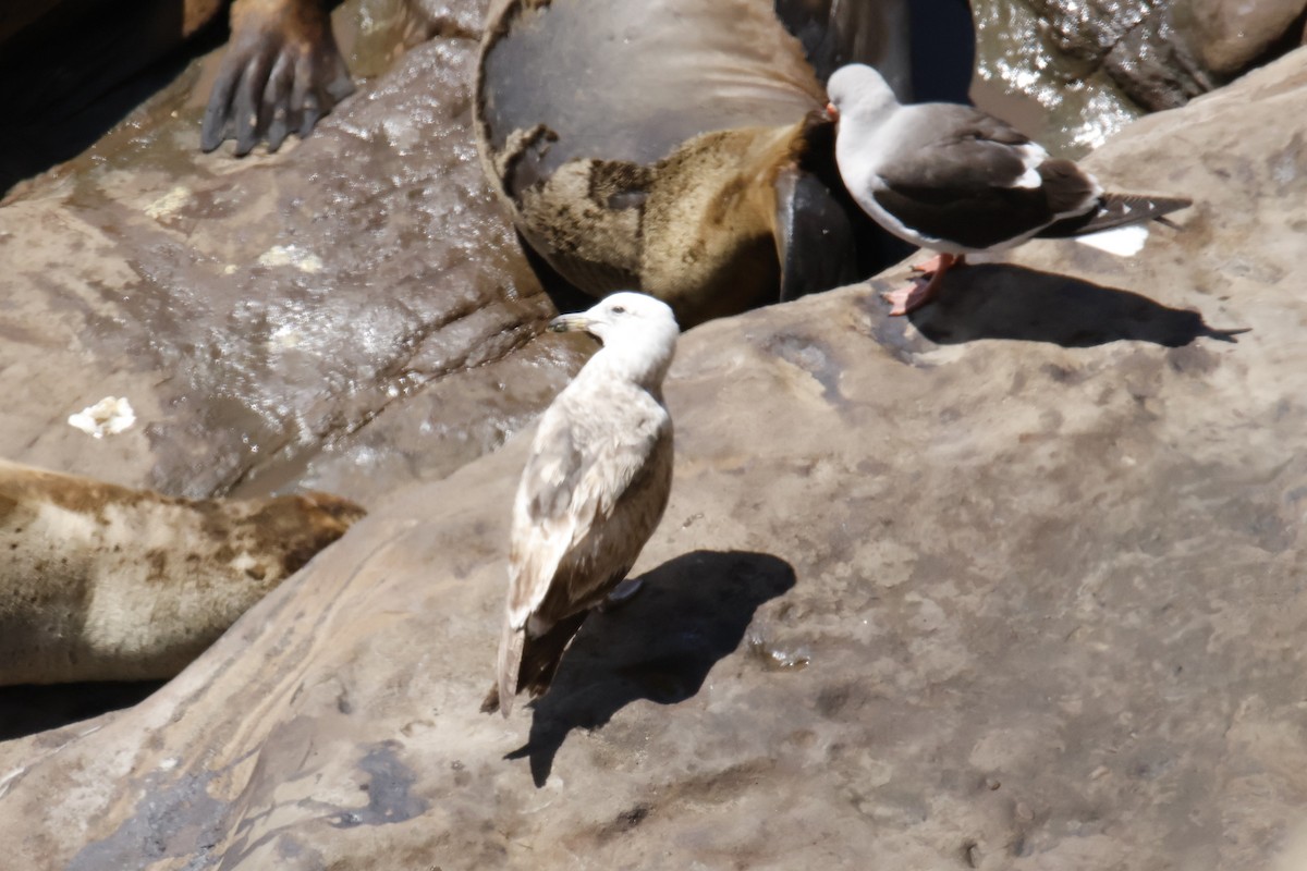 Dolphin Gull - ML647643465