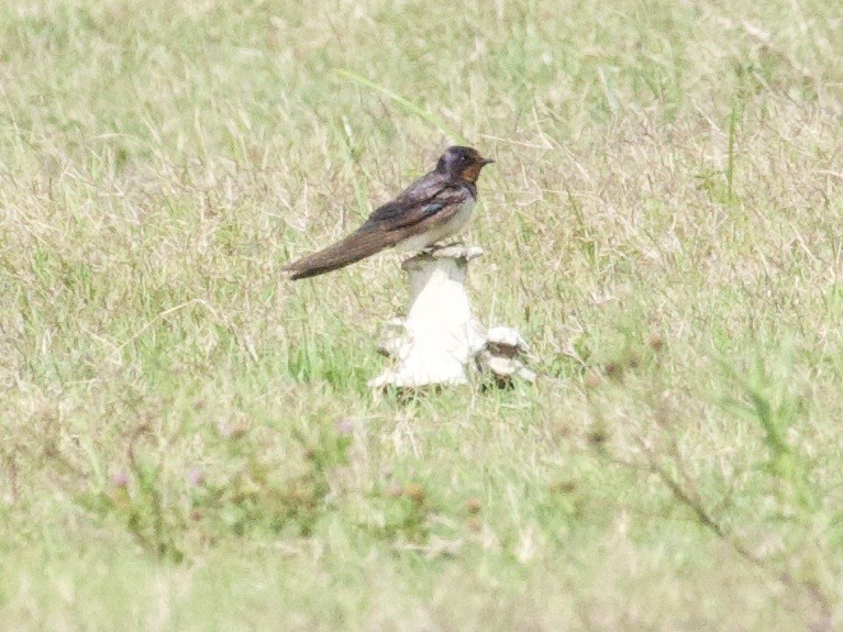 Ластівка сільська - ML647643466