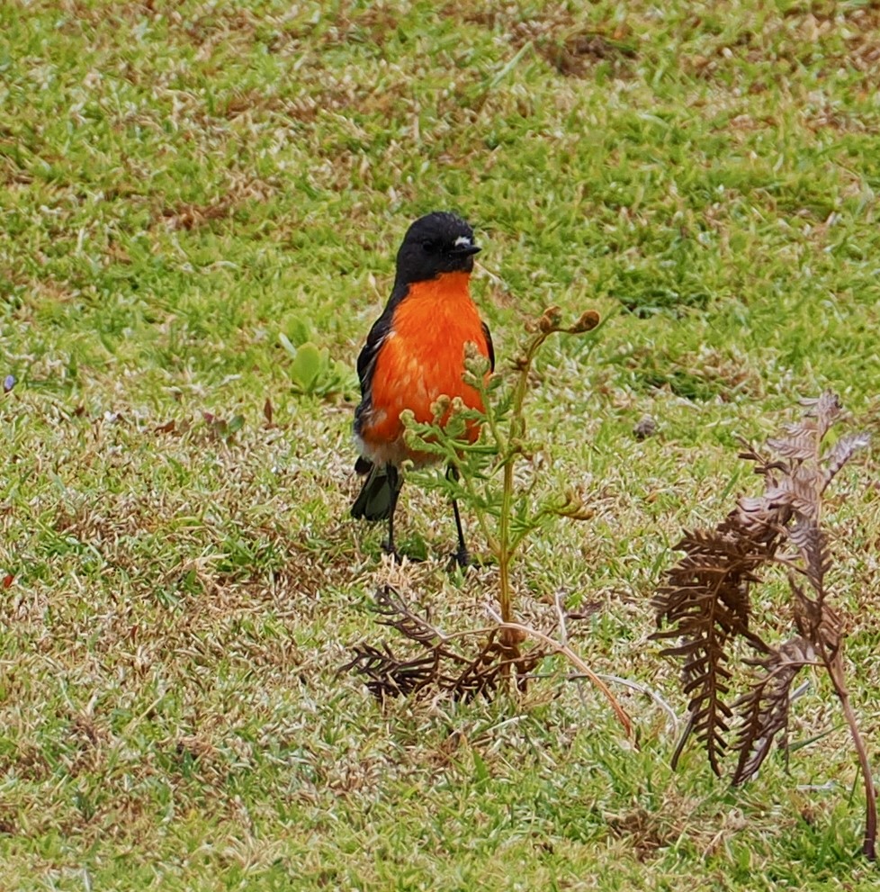 flammeflueskvett - ML647643504