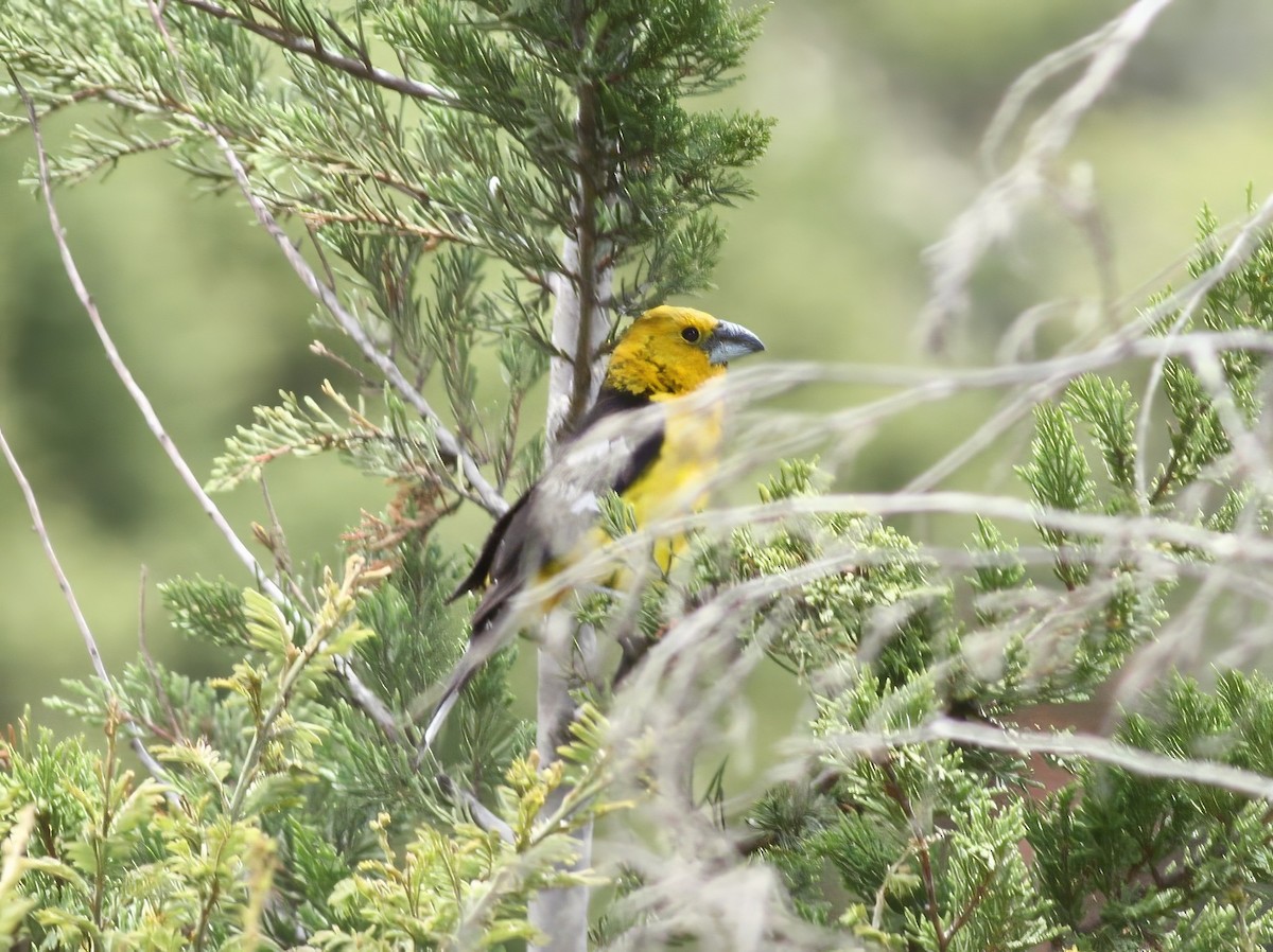 Golden Grosbeak - ML647643533