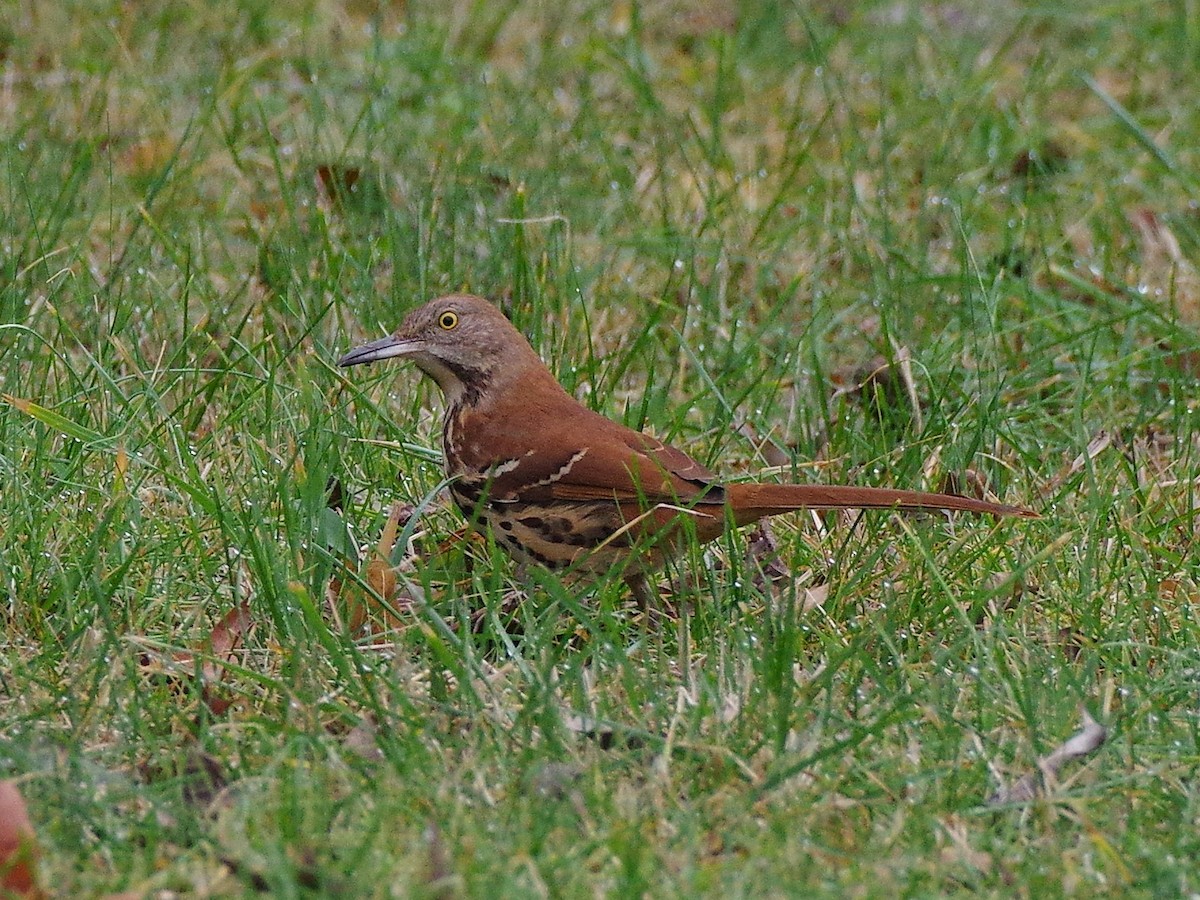 Cuitlacoche Rojizo - ML647643535