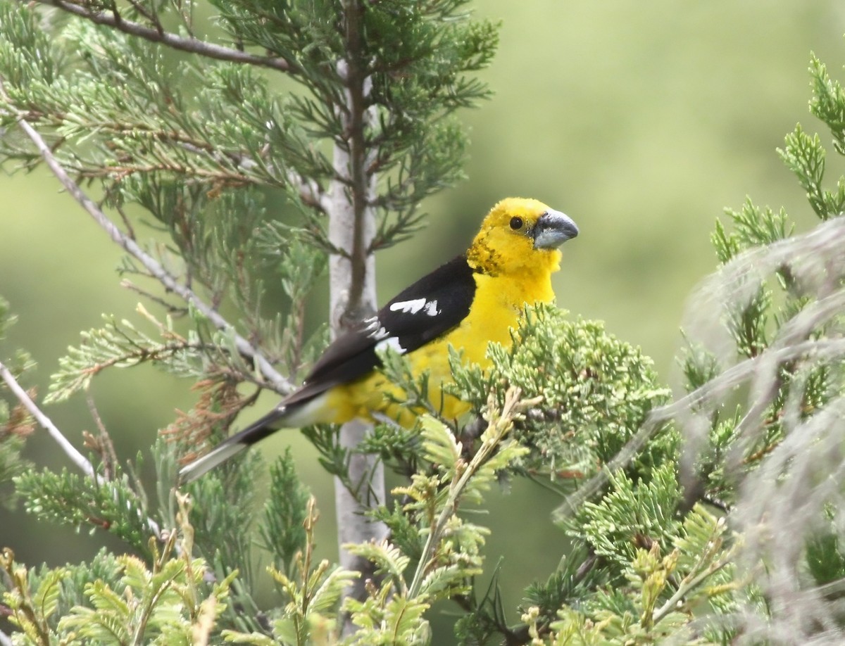 Golden Grosbeak - ML647643536