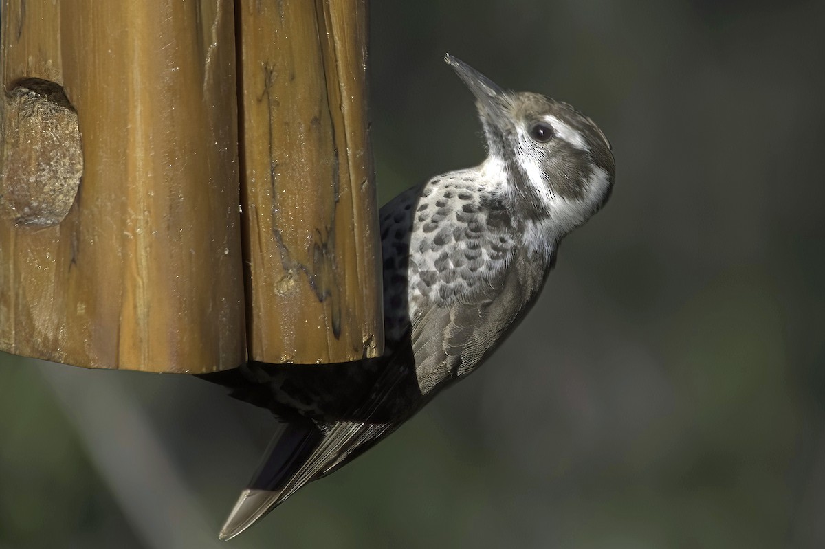 Дзьоган аризонський - ML647643589