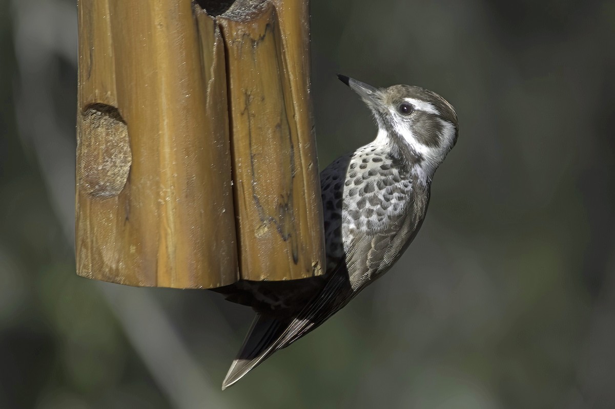 Дзьоган аризонський - ML647643591