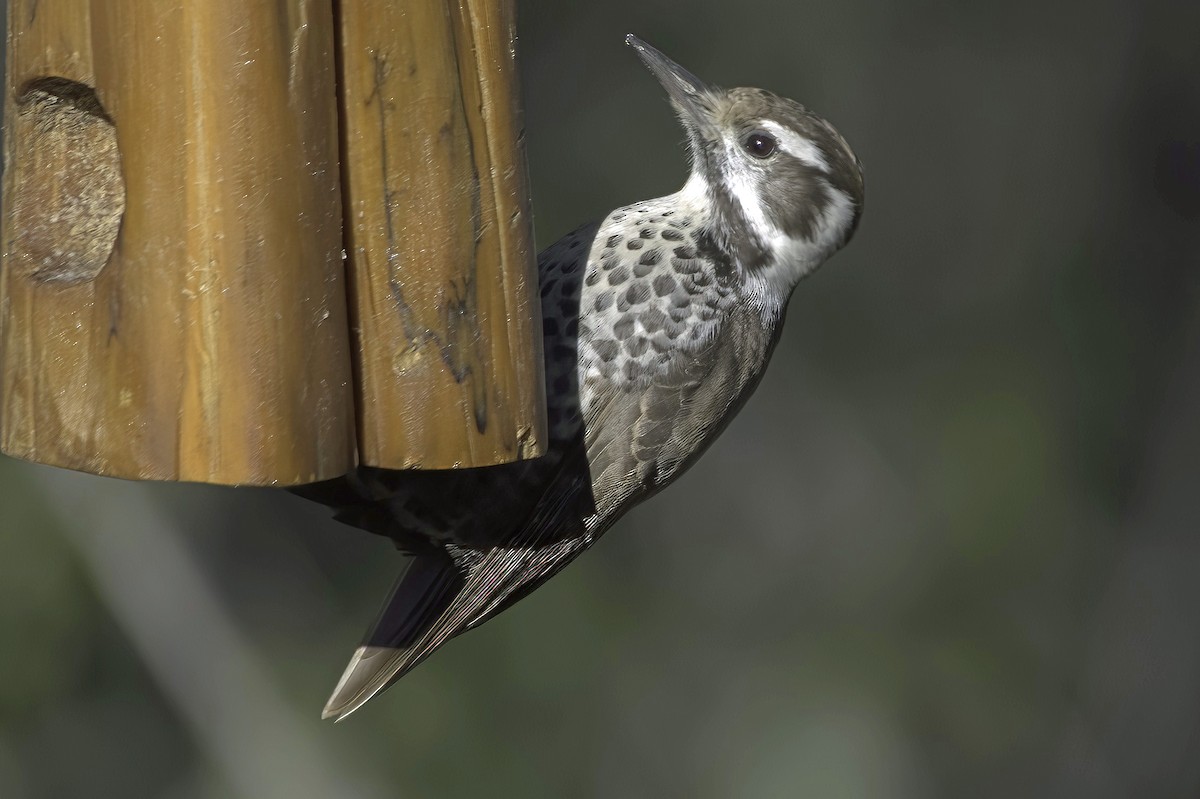 Дзьоган аризонський - ML647643592