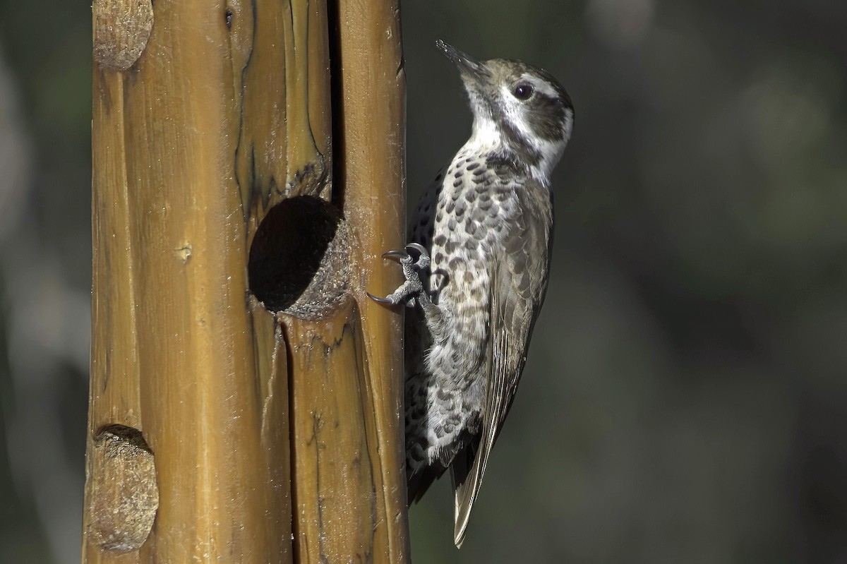 Дзьоган аризонський - ML647643594