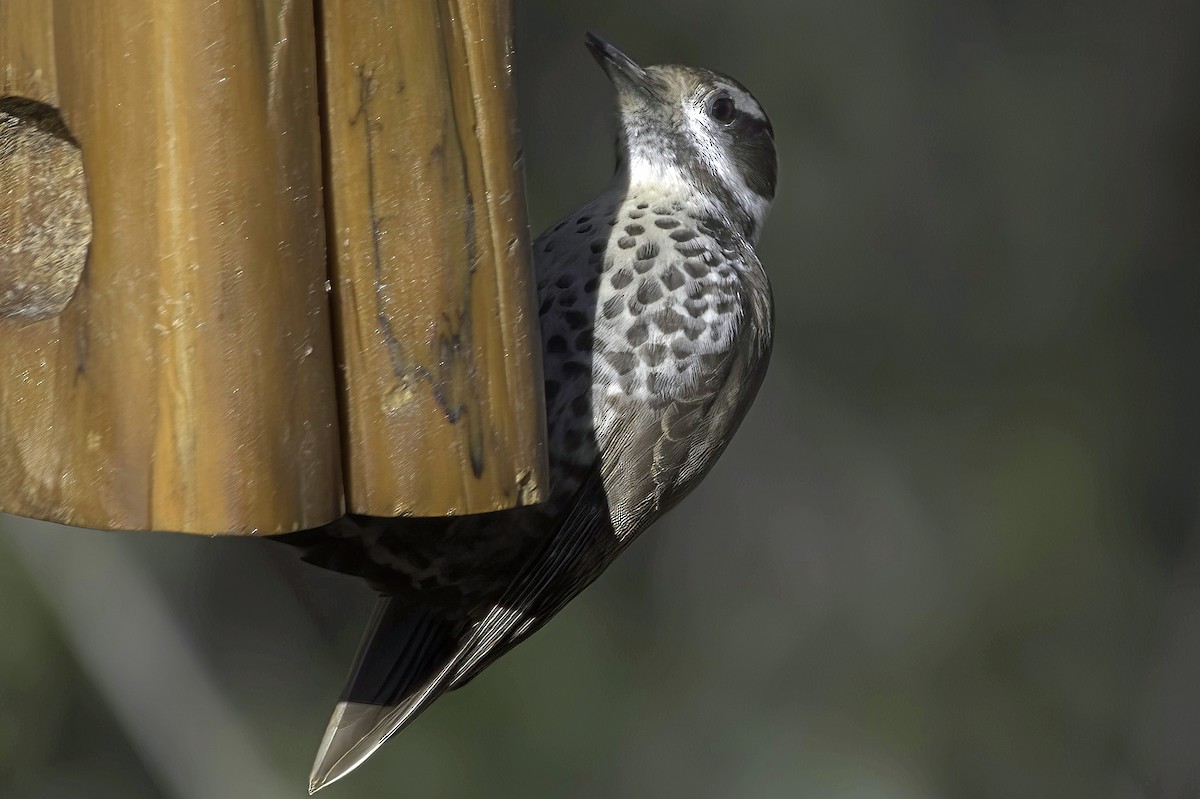 Дзьоган аризонський - ML647643595