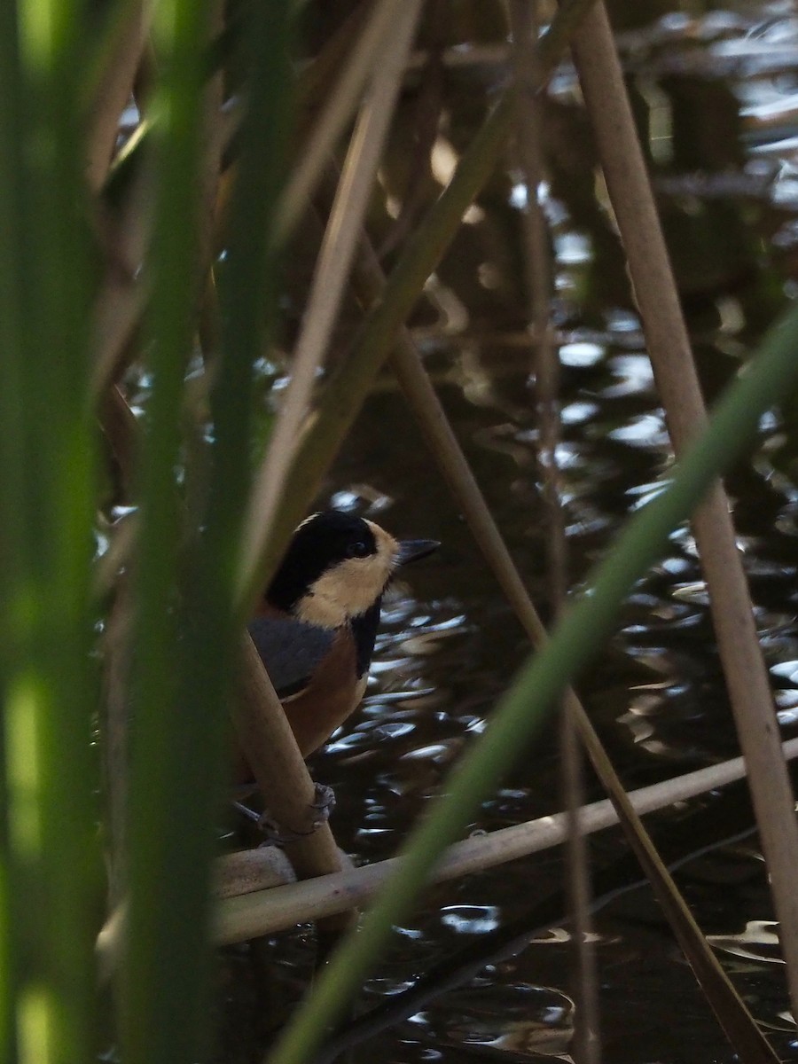 Гаїчка японська - ML647643600