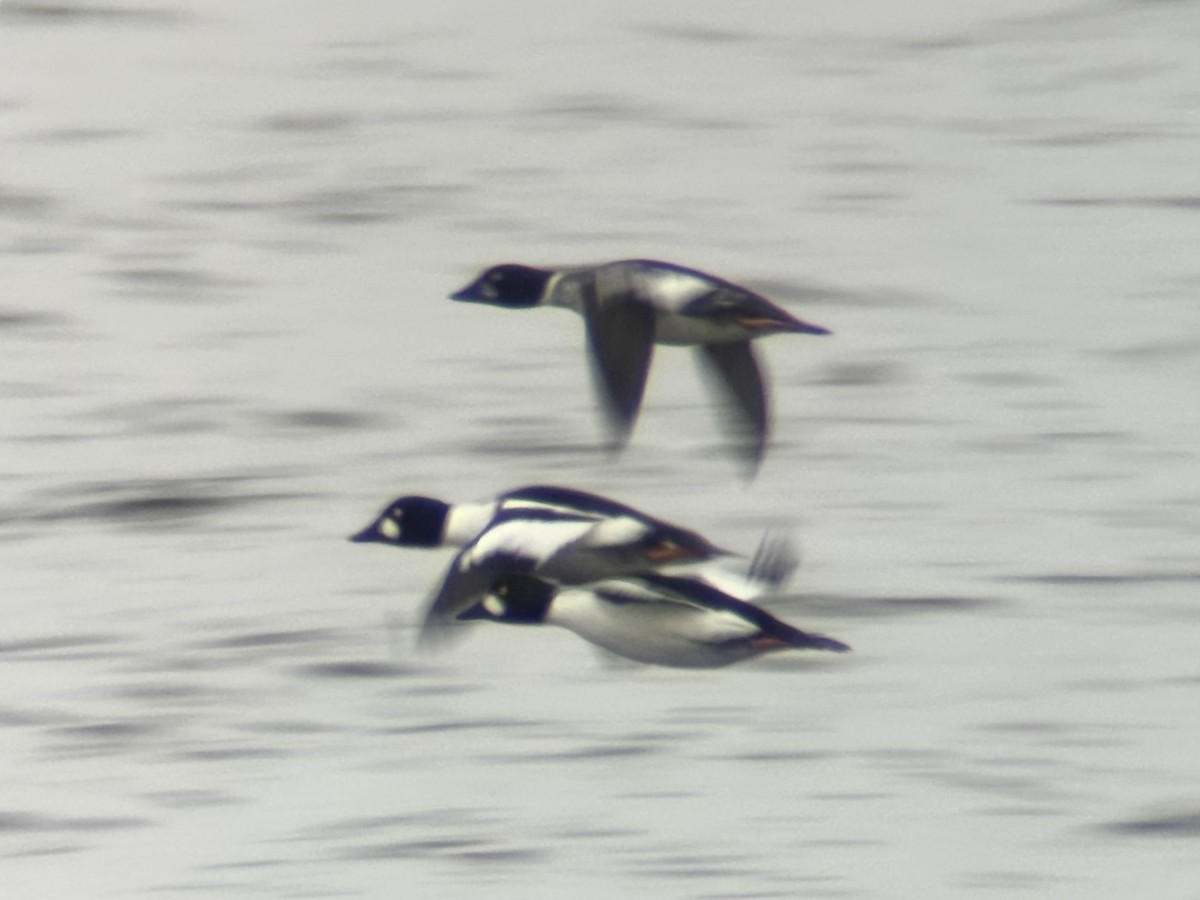 Гоголь зеленоголовий - ML647643601