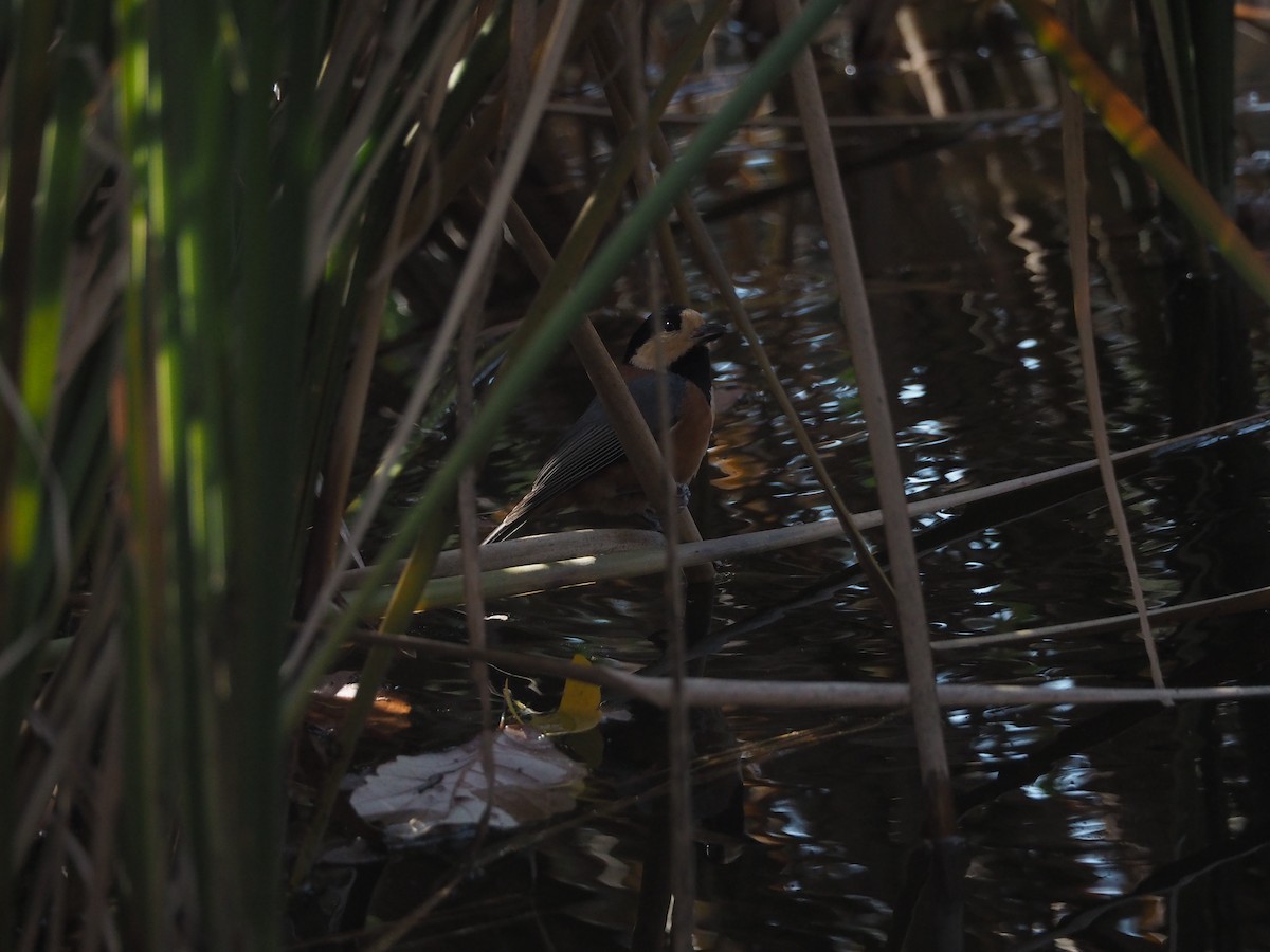 Гаїчка японська - ML647643602