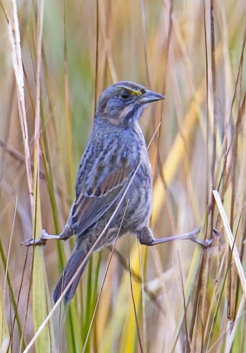 Багновець приморський - ML647643605