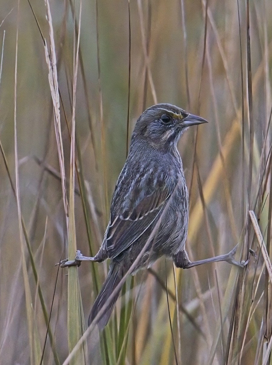 Багновець приморський - ML647643606