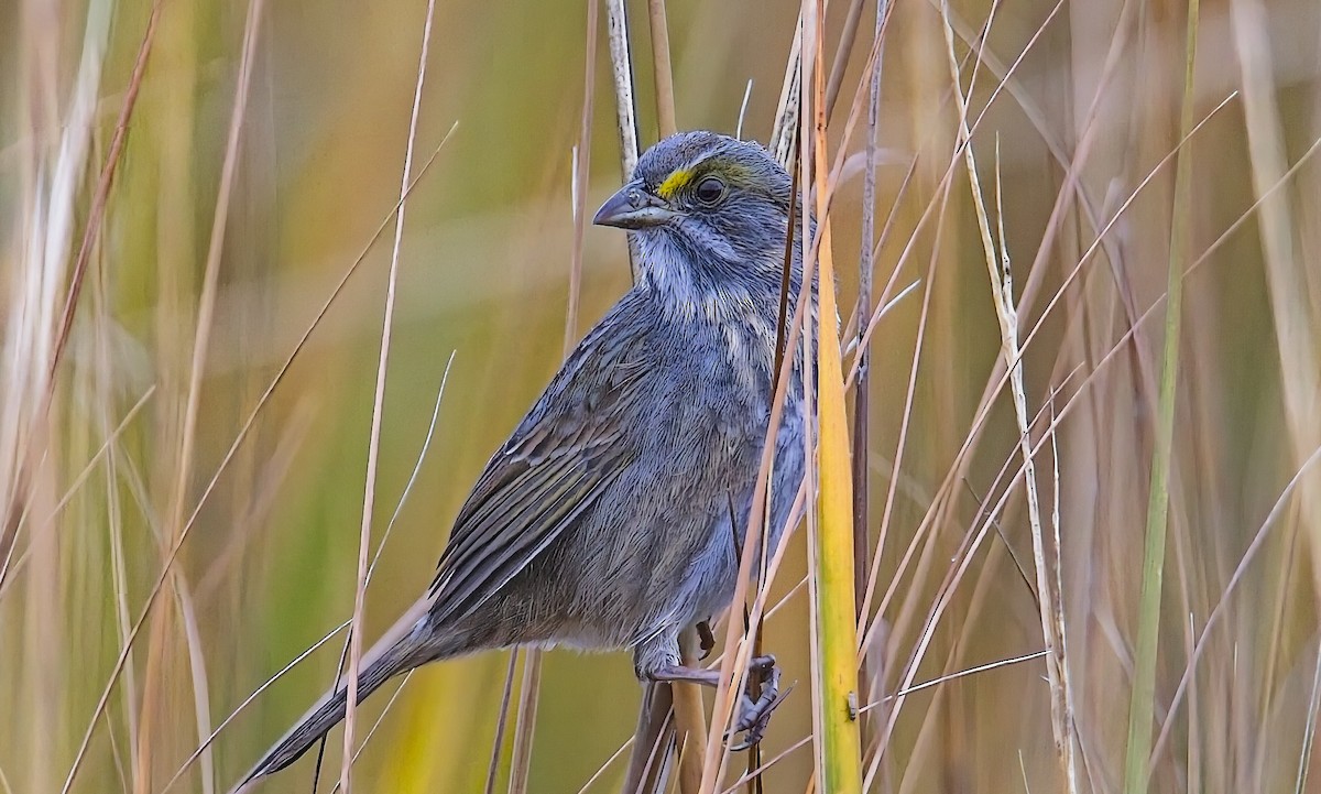 Багновець приморський - ML647643607