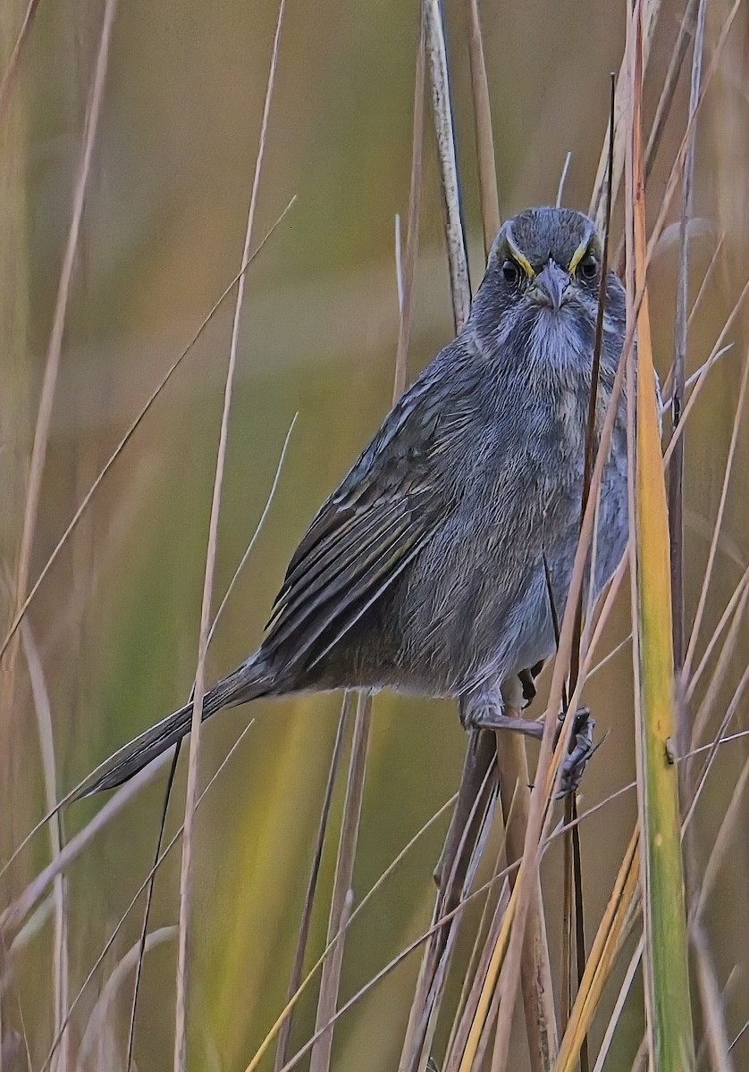 Багновець приморський - ML647643608