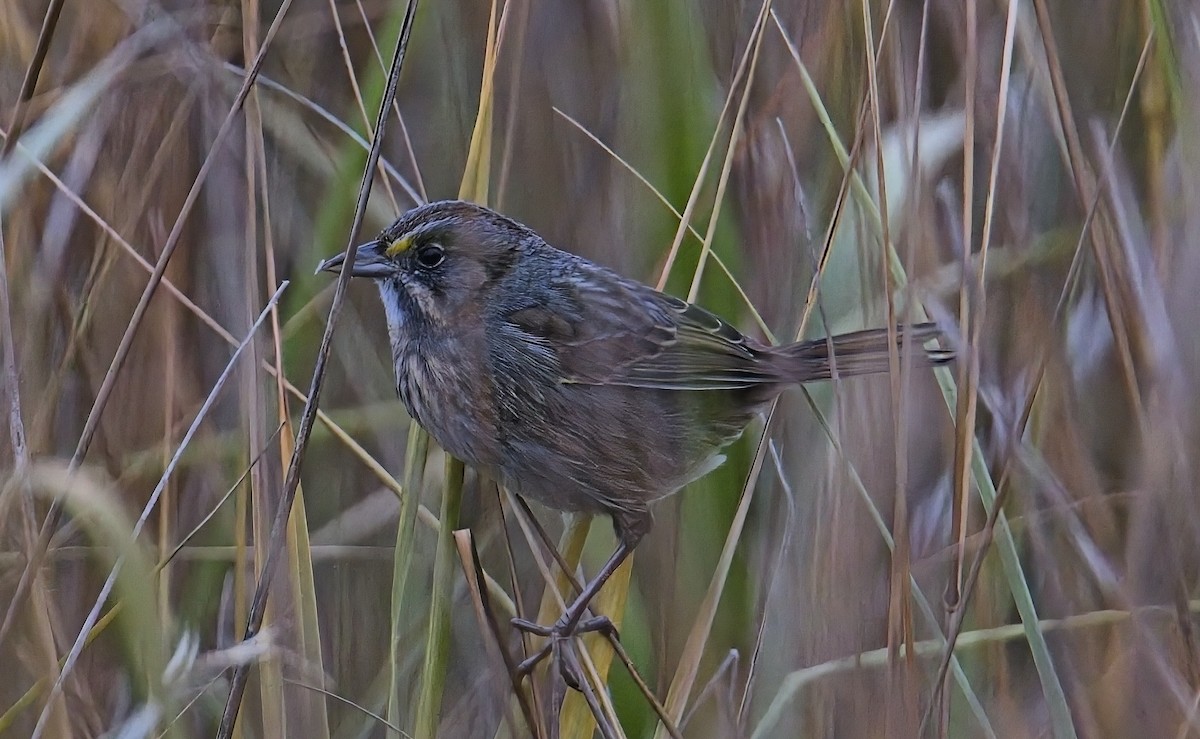Багновець приморський - ML647643609