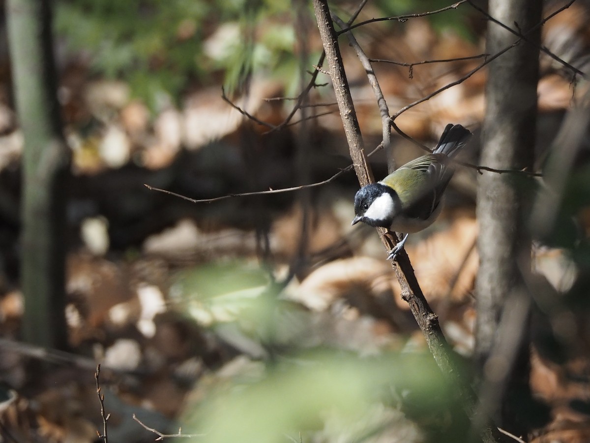 Asian Tit (Japanese) - ML647643614