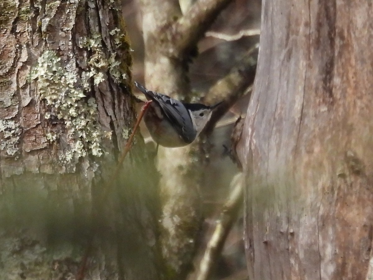 Повзик каролінський - ML647643615