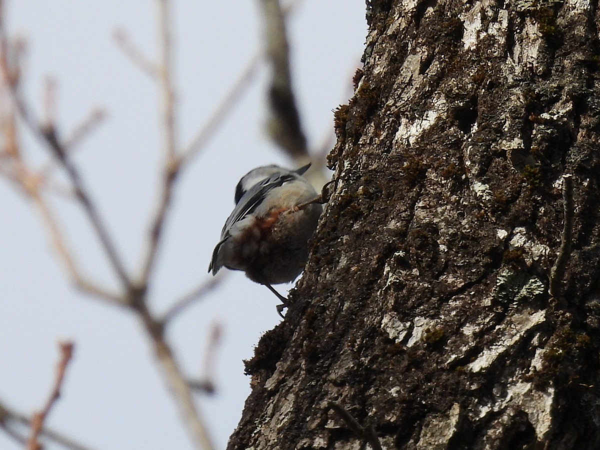 Повзик каролінський - ML647643616