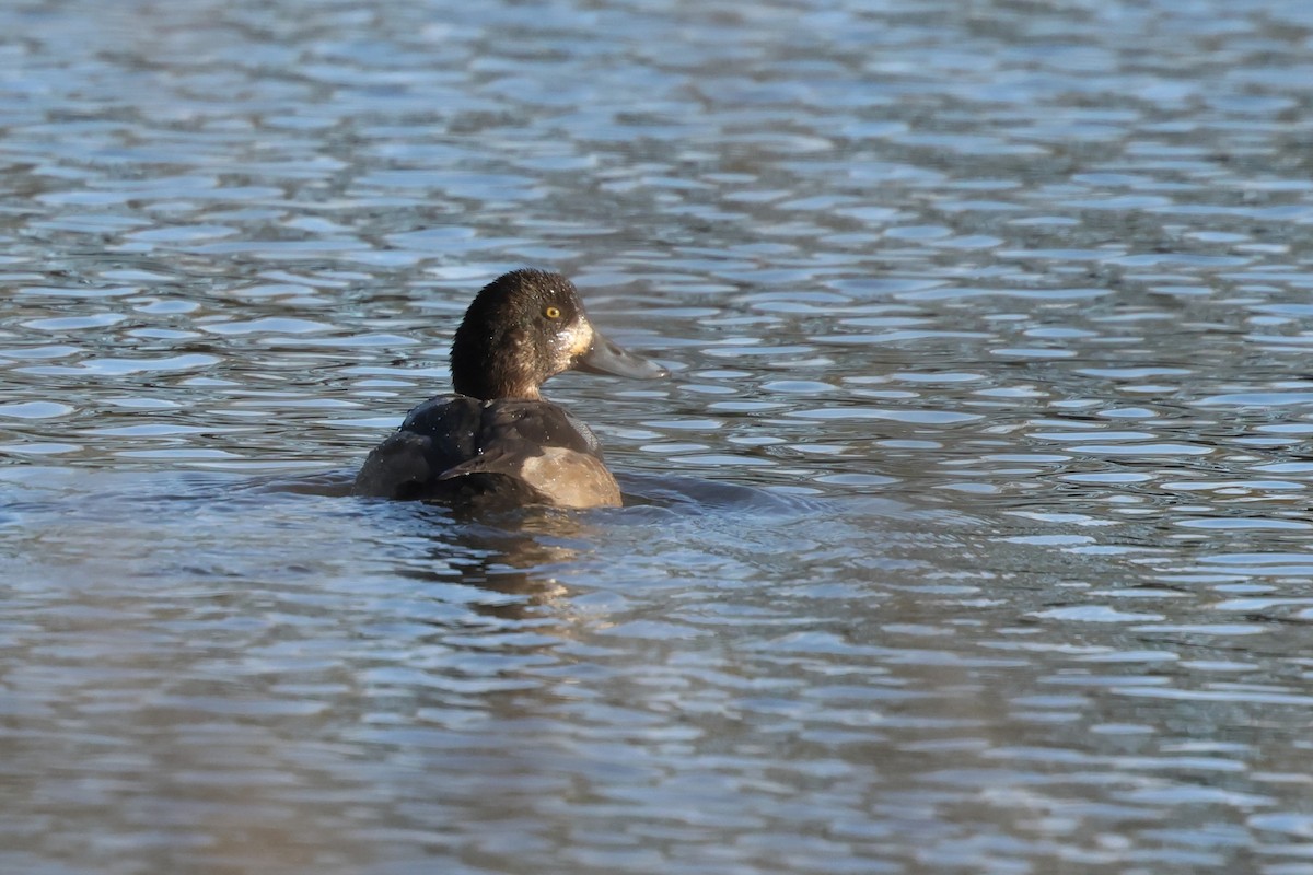 Чернь морська - ML647643618