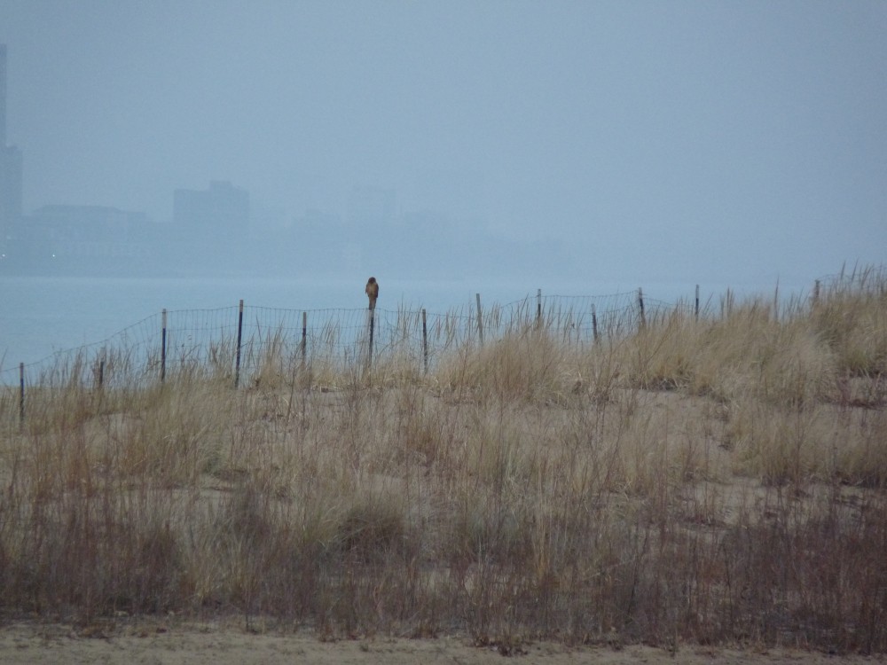 Лунь американський - ML647643620