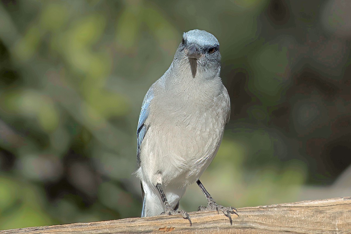 Сойка сіровола - ML647643621