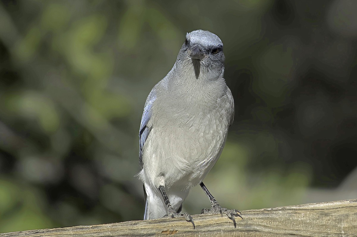 Сойка сіровола - ML647643630