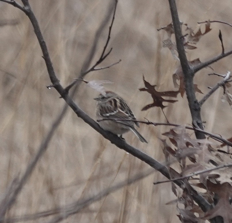 Пасовник північний - ML647643636