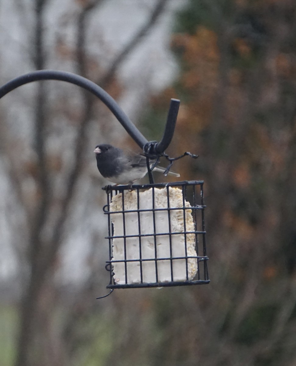 Юнко сірий - ML647643645