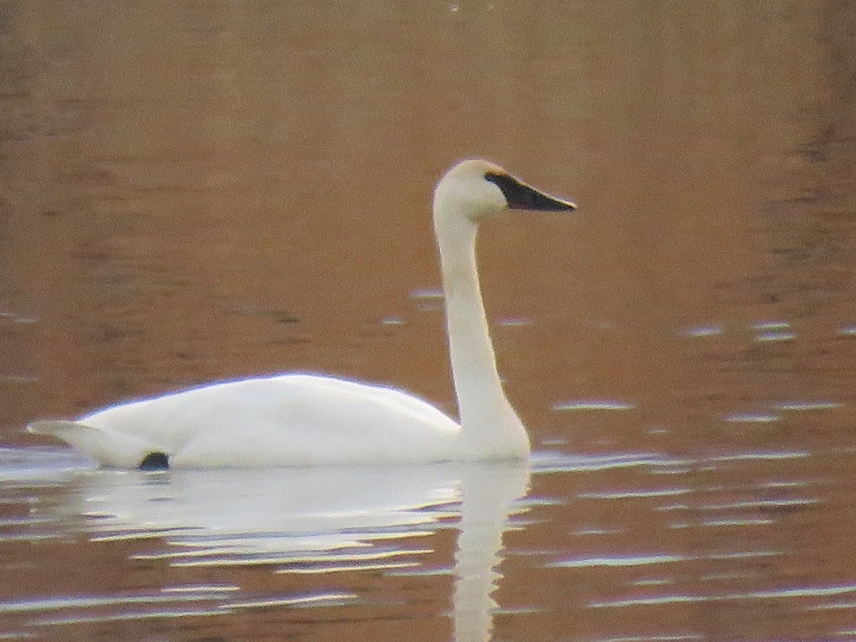 Trumpeter Swan - ML647643674