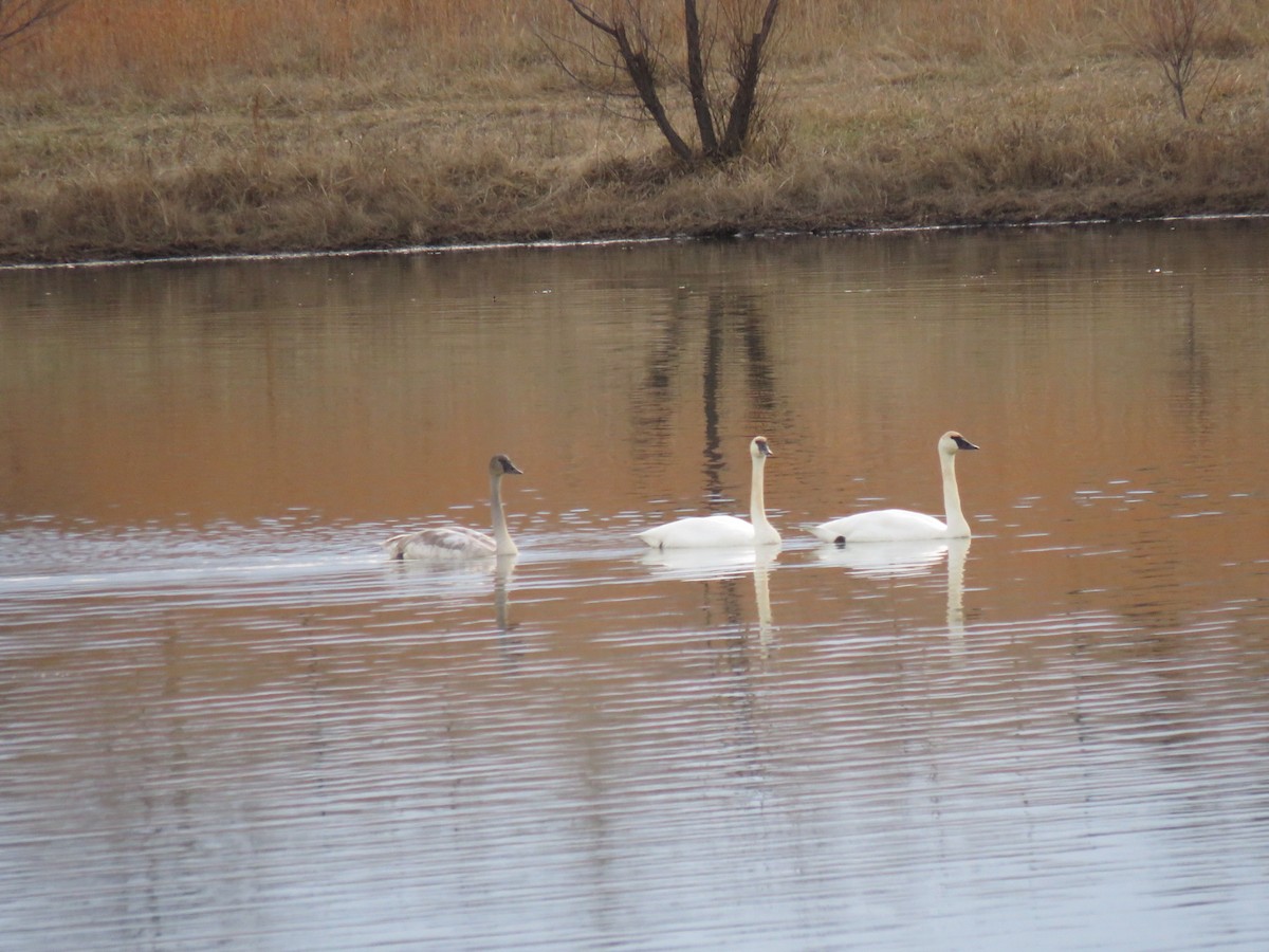 Trumpeter Swan - ML647643675