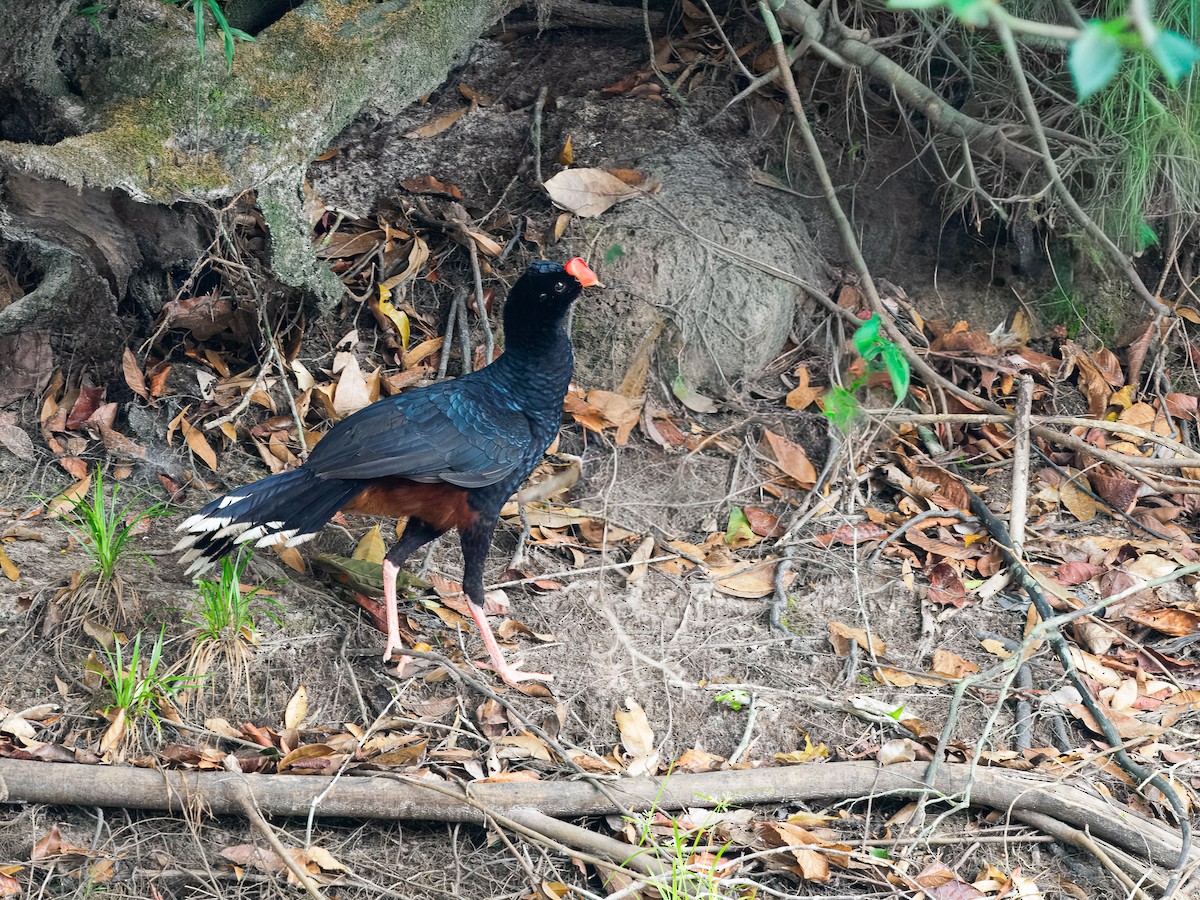 Razor-billed Curassow - ML647643695
