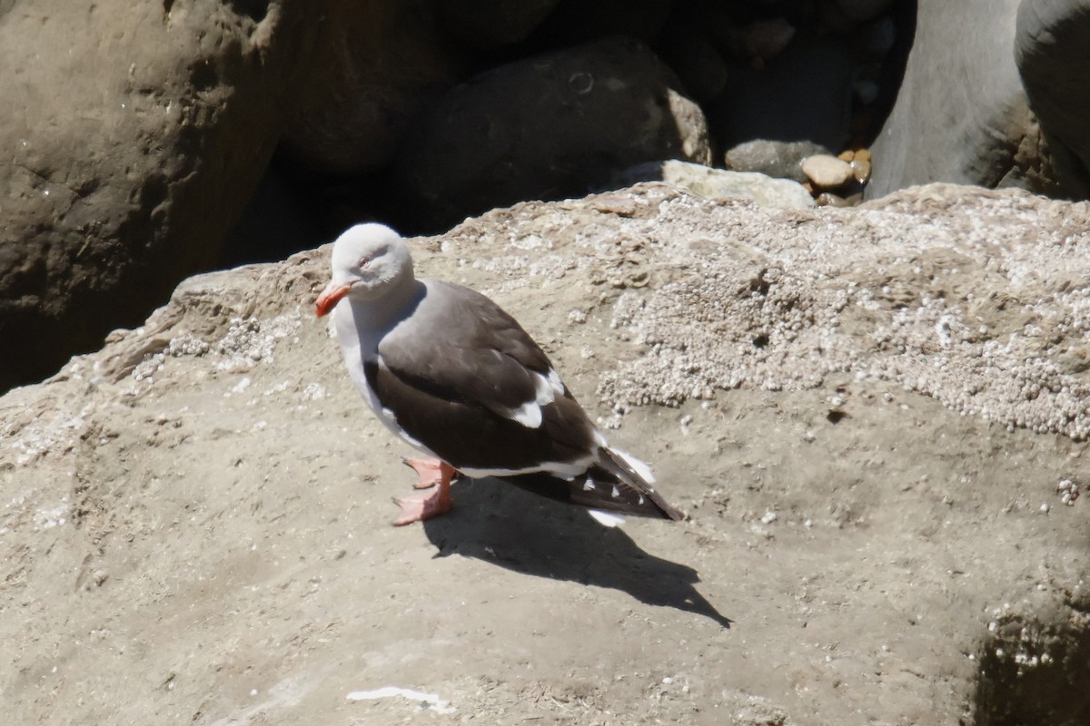 Dolphin Gull - ML647643708