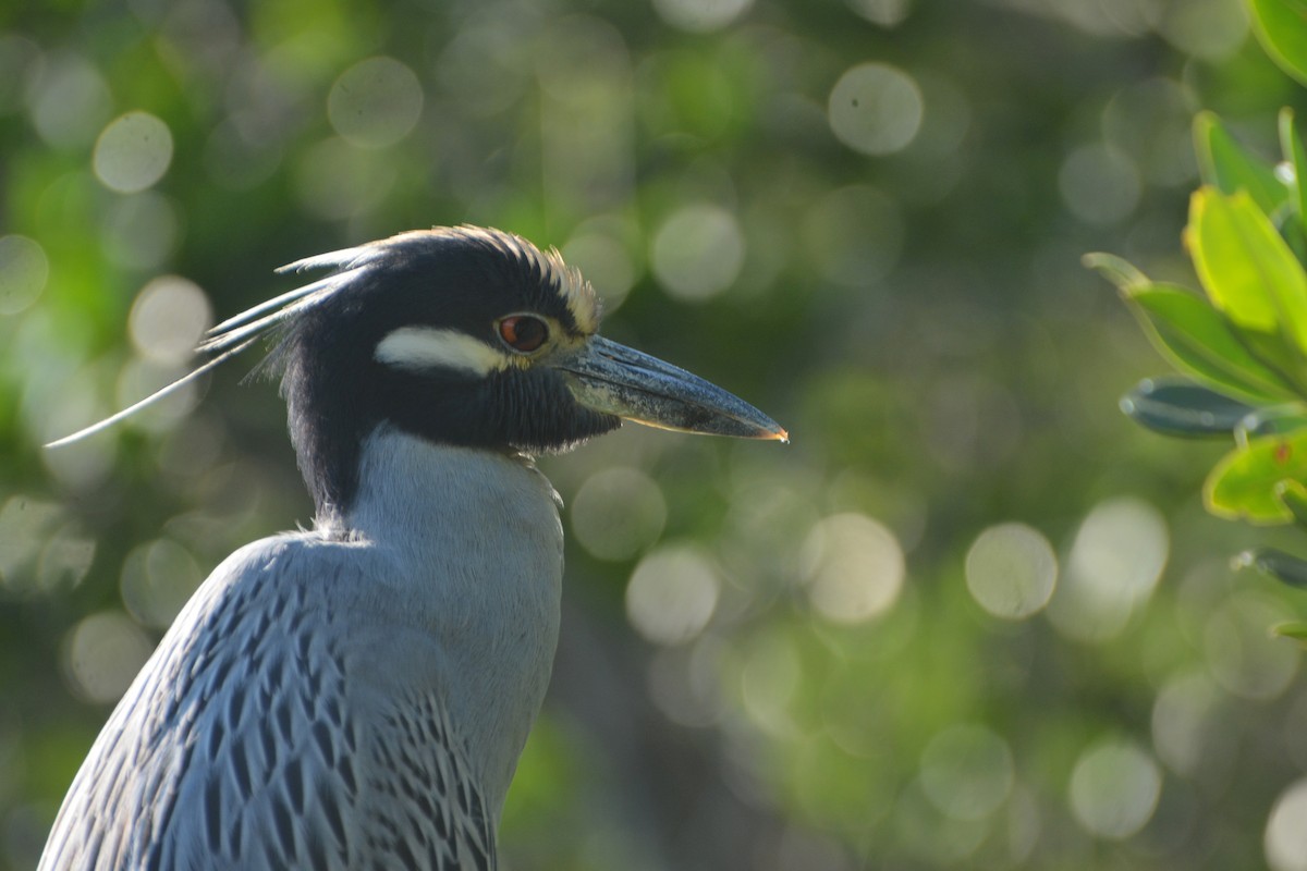 kvakoš žlutočelý - ML647643737