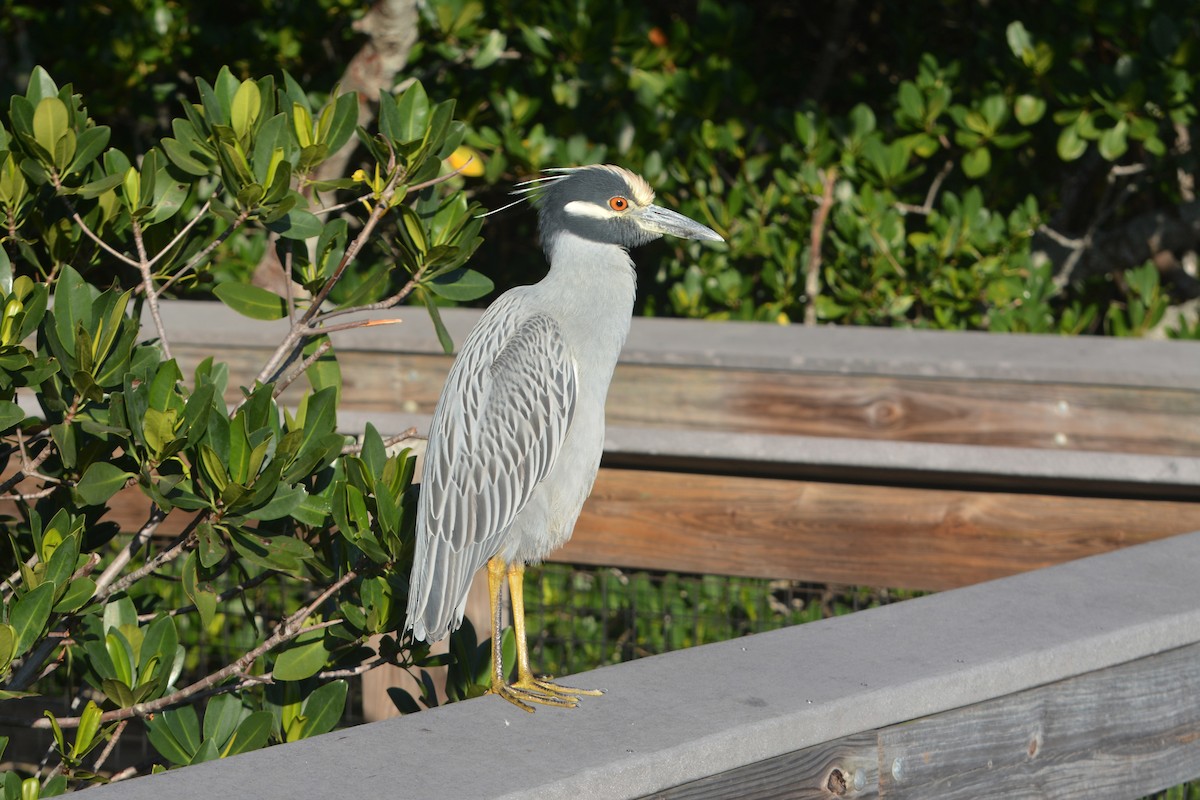 kvakoš žlutočelý - ML647643738